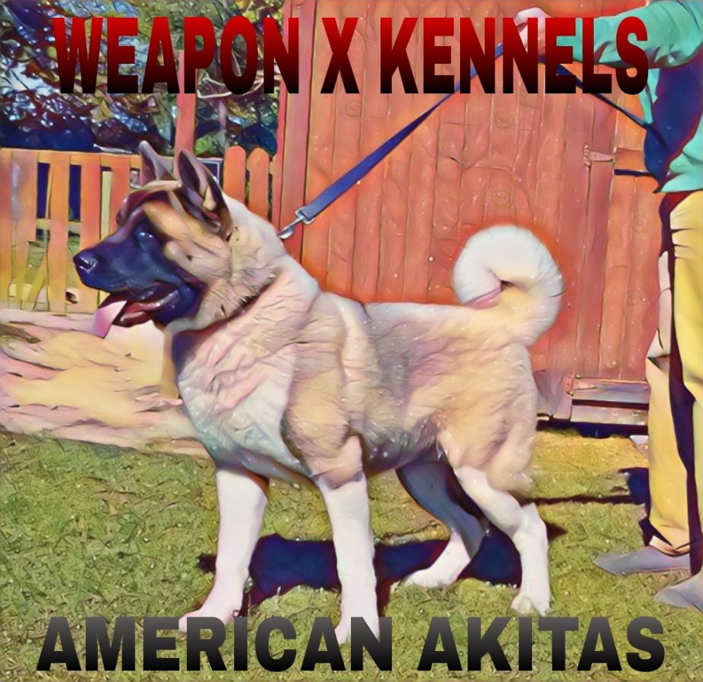 AMERICAN AKITAS – WEAPON X KENNELS